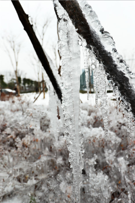 一場雪，體育中心美得不要不要的 但最美的風(fēng)景還是他們(圖4)